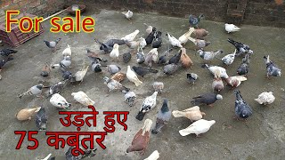 Gola kabootar ki tukdi For sale Amroha. Salman bhai Mob no 75057 95071