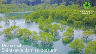 白川湖水没林（ドローン4K動画）