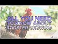 ROOSTER CROWING, WHYYY. No seriously watch to find out why they do it and more...