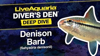 LiveAquaria® Diver’s Den® Deep Dive: Denison Barb (Sahyadria denisonii)