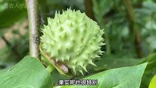 它是古代“蒙汗药”和“麻沸散”的基源植物，曼陀罗，你认识吗？