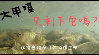 波爸釣魚趣-大甲溪水族箱 (台灣/路亞/石賓/溪哥/捲仔/何氏棘魞) (201812)