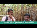 80 ಟನ್ ಕಬ್ಬು ಇಳುವರಿ ಪಡೆಯಲು ರೈತನ ಸರಳ ಉಪಾಯ farmer s simple idea to get 80 tonnes of sugarcane yield