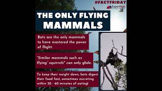 Facts about Bats