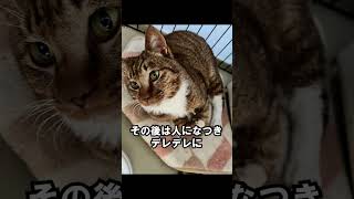 【衝撃】前足が折れた野良猫を救援！