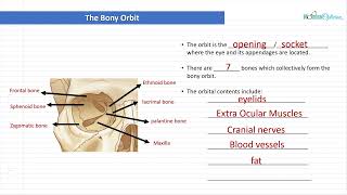 Optician Training: The Bony Orbit (Ocular Anatomy Lecture 14)