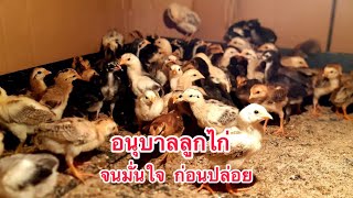 อนุบาลลูกไก่ 1 เดือน ก่อนปล่อยสู่คอกเลี้ยง #เลี้ยงไก่บ้าน #เกษตรพอเพียง #youtube #ไก่บ้าน