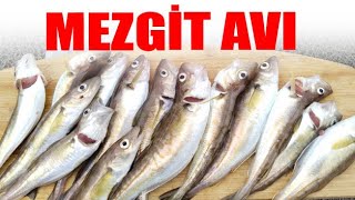 Mezgit Nerede Avlanır?  Mezgit Nerede Olur? Radarla Mezgit Avı