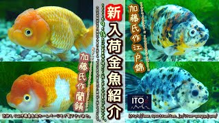 【伊藤養魚場入荷情報】2021年9月16日 弥富東海市場より入荷しました!!