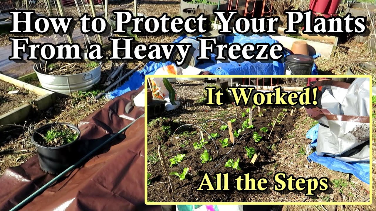 Principles To Protecting Your Garden Plants From Heavy Frosts And ...