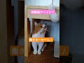 ネコは今日も働きません（保護猫カフェより） shorts 保護猫 cat 猫のいる暮らし 猫好きさんと繋がりたい cute