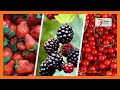 | Kenya's Gold | Berry Farming in Kenya - Gold Chat [Part 2]