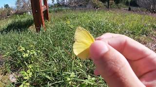 【昆虫採集初心者向け】ちっちゃいチョウをつかまえた【キタキチョウ・シジミチョウ】