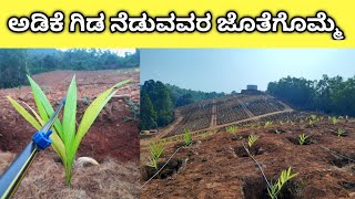 Arecanut plantation... ಅಡಿಕೆ ಗಿಡ ನೆಡುವವರ ಜೊತೆಗೊಮ್ಮೆ.... Process of arecanut plantation