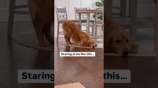 Weird things my dog does…