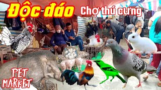 October 27: What's at Vietnam's Largest Pet Market - Cho Hang?