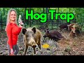 WILD HOG TRAPPING! Catch Your Own WILD PIGS NOW!