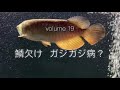 vol.19 アロワナ過背金龍が ガジガジ病に…。