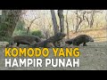 Komodo, hewan yang makin lama makin sedikit populasinya | JELAJAH