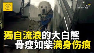 獨自流浪的大白熊犬，以為它和主人走失了，看到狗狗的身體後，才知道它活得有多難