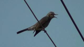 ヒヨドリの鳴き声～朝の甲高い鳴き声～Brown-eared Bulbul