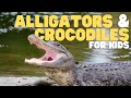 Alligators and Crocodiles for Kids | Learn about these powerful predators