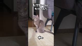 影あそび。気付いてくれるかな？#猫 #ねこ #cat #shorts #チャンネル登録お願いします #小学生youtuber #catlover #猫動画 #ショート #ちひろくん