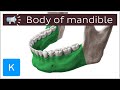 Body of mandible | Anatomical Terms Pronunciation by Kenhub