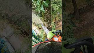 【楠木の枝落とし】Husuqvarna 550xp #shorts #husqvarna #treework