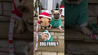 My Dogs Had a BABY 🥹Watch Her Grow #dogs #puppy #cuteanimal #animals #cutedog #reels #frenchbulldog