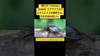 【ASMR】ミヤマクワガタとオスとメスを観察する。日本の森は美しい。 #sdgs #クワガタ #虫の音 #insects #yt #mating #video #environment #bug