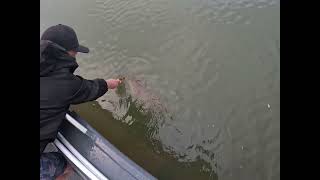 Logan River Fishing, Early morning Flathead session @RustyHookFishingQLD