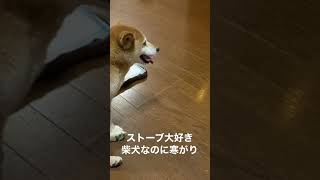 ストーブ大好き寒がり柴犬はな🐕