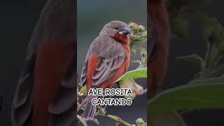 AVE ROSITA CANTANDO #birds #cantodeaves #aves #animals #naturaleza