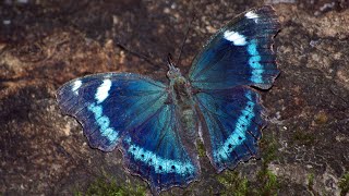 【タテハチョウ】ルリタテハの美