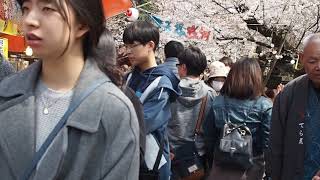 東京お花見散歩　インバウンドで賑わう上野公園　桜　2019.3.25  Sakura Ueno Park