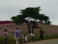 ひたちなか国営海浜公園は秋景のコキア・コスモス・ソバの花