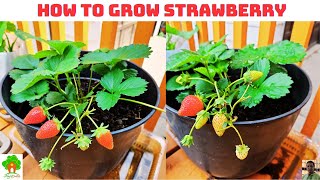 স্ট্রবেরি চাষ। টবে স্ট্রবেরি চাষ। How to grow Strawberry.