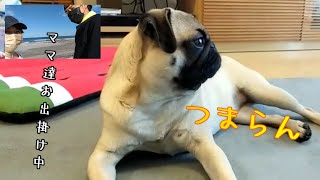 【留守番】長時間のお留守番は激オコぷんぷんだったパグの梅ちゃんpug梅干