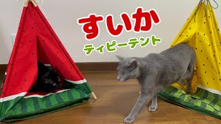 【ペット用ティピーテント】作り方　DIY 手芸　スイカ🍉柄のティピーテント作りました！