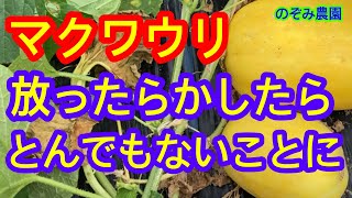 【巨大マクワウリ】驚き！放任栽培で70日、とんでもない大きさのマクワウリが出来ました。