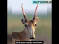 saiga antelope facts சாய்கா மான் தகவல்கள்