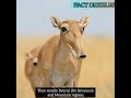 saiga antelope facts சாய்கா மான் தகவல்கள்