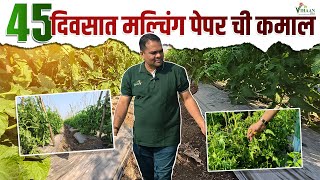 टोमॅटोच्या शेती मध्ये कमी वेळेत जास्त उत्पादन | Tomato on Mulching Paper Marathi