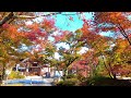 Kyoto Japan Walk〡Beautiful Japanese temples and autumn leaves ASMR 2021〡Seiruden 京都青龍殿の紅葉