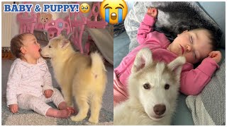 My Baby \u0026 Husky Puppy Have Fell In Love!!😭💖. [UNSEEN CLIPS!]