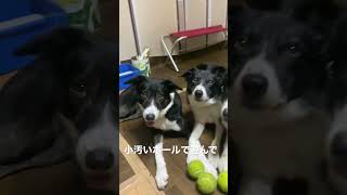 【猟師んちの５頭のボーダーコリー】今朝の並ぶ犬【雨の朝は小汚いボール遊び】