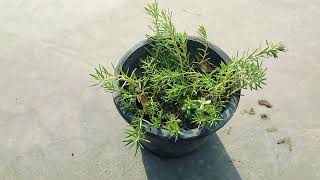 Portulaca Plant Care In Winter | सर्दियों में पोर्तुलाक | How to Raise a Baby in Winter at 9 O'Clock