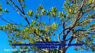 Pohon  kasuwa ,pohon yang disakralkan di Gunung Batukaru