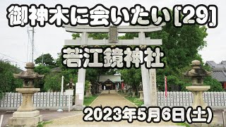 御神木に会いたい[29] 若江鏡神社 2023年5月6日(土)